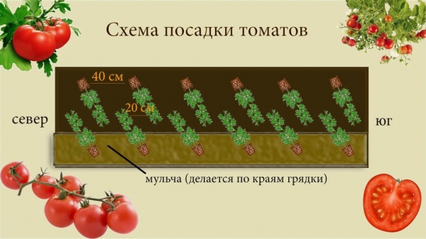 Лучшие сорта томатов семян: посадка и уход