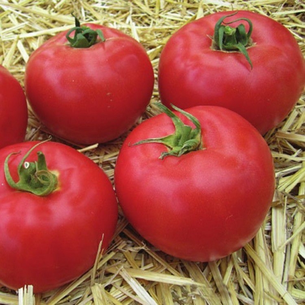 ранние сорта помидор крупные