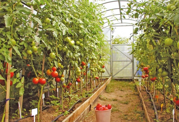 Хорошие сорта семян помидор: посадка и уход