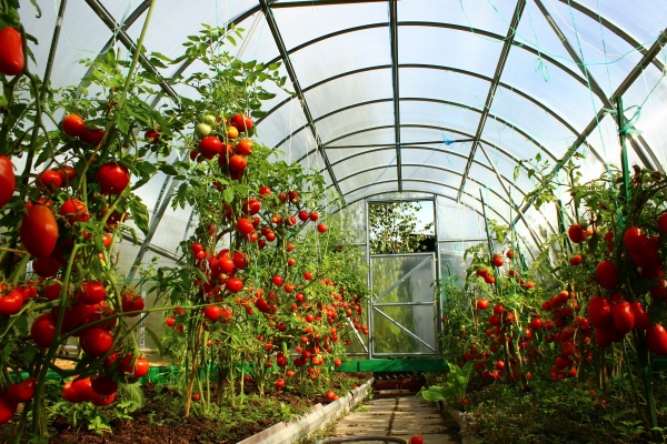 Лучшие сорта высокорослых томатов: посадка и уход