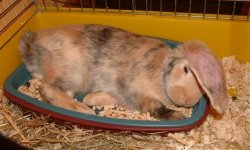 Почему кролик не пользуется лотком