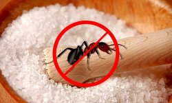 Борьба с домашними муравьями