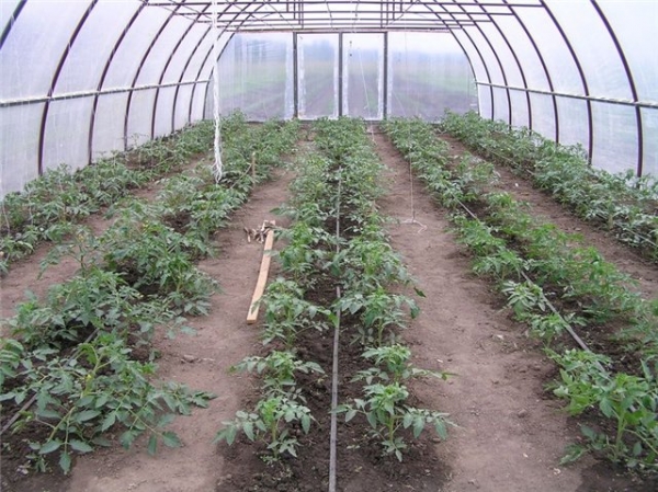 Посадка помидоров в теплицу требует грамотного подхода: как сажатьправильно, посадить томаты и высаживать