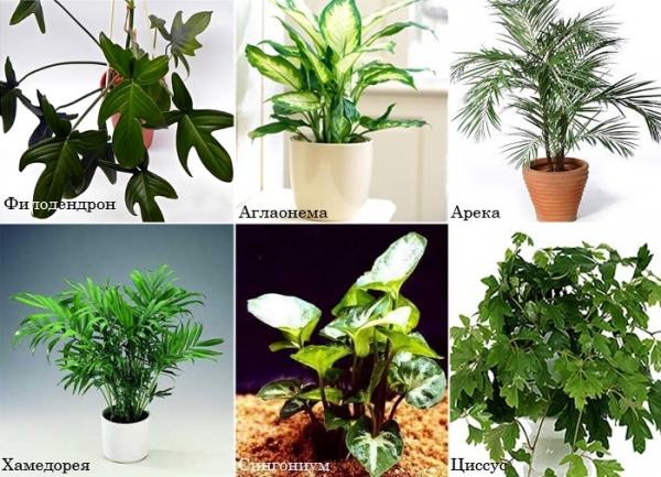 Влаголюбивые растения домашние фото и названия