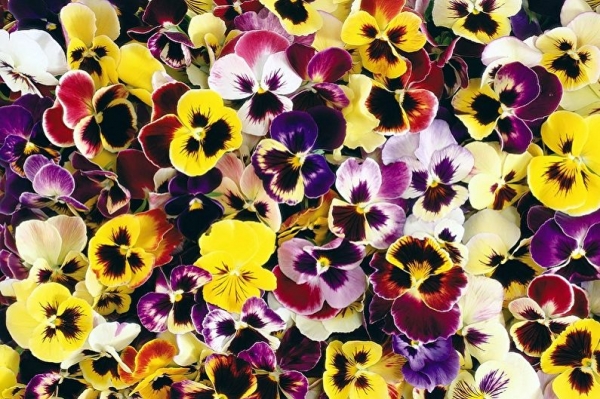 Многолетние цветы для дачи и сада: 95 фото с названиями, уход, выращивание