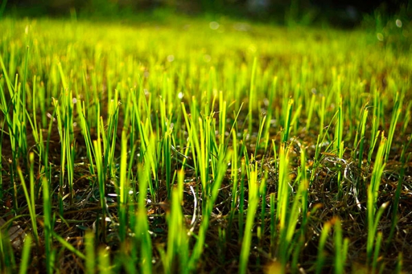 Когда (осенью или весной) сеять газонную траву: посадка газона своими руками